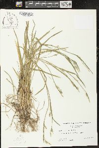 Carex styloflexa image