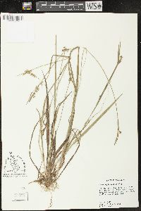 Carex styloflexa image