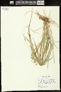 Carex styloflexa image