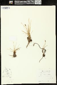 Carex subnigricans image