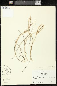 Carex subspathacea image