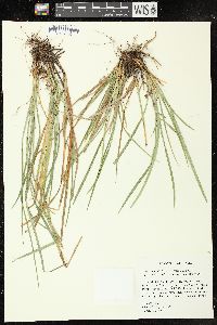 Image of Carex superata