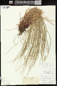 Carex swanii image