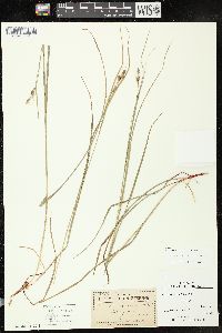 Carex swanii image