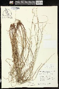 Carex swanii image