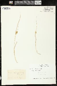 Carex sychnocephala image