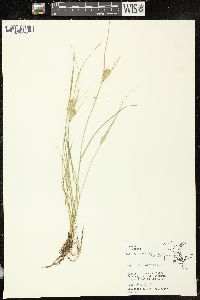 Carex sychnocephala image