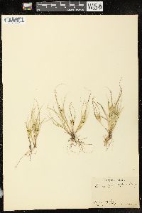 Carex sychnocephala image