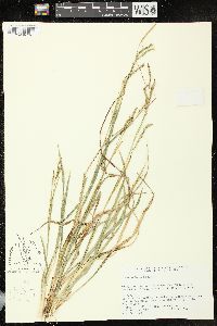 Image of Carex sylvatica