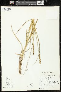 Carex triangularis image