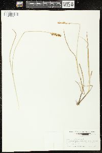 Carex triangularis image