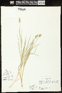 Carex tribuloides var. sangamonensis image