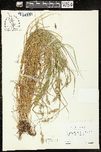 Carex tribuloides var. sangamonensis image