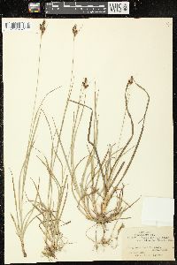 Carex hirsutella image