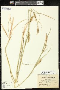 Carex trichocarpa image