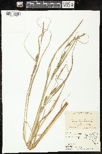 Carex trichocarpa image