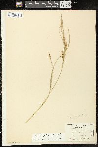 Carex trichocarpa image