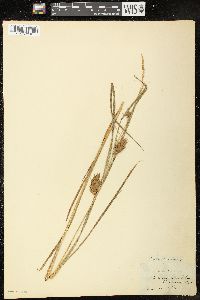 Carex tuckermanii image