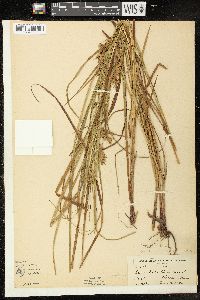 Carex tuckermanii image