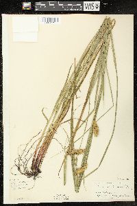 Carex tuckermanii image