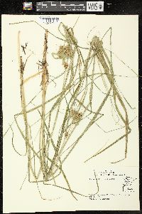 Carex tuckermanii image