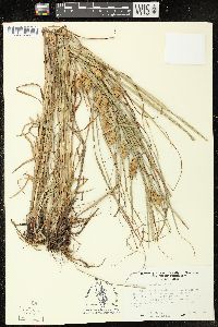 Carex tuckermanii image