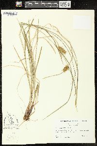 Carex tuckermanii image