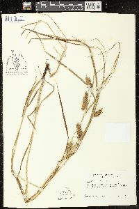 Carex tuckermanii image