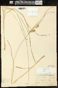 Carex tuckermanii image