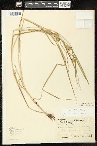 Carex tuckermanii image