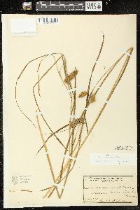 Carex tuckermanii image