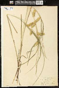 Carex tuckermanii image