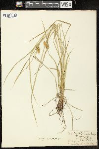 Carex tuckermanii image