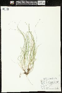 Carex trisperma image