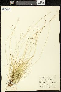 Carex trisperma image