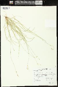 Carex trisperma image