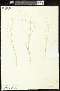 Carex trisperma image