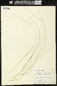 Carex trisperma image