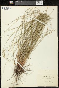 Image of Carex triquetra