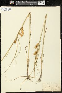 Carex tuckermanii image