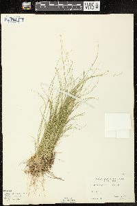 Carex trisperma image