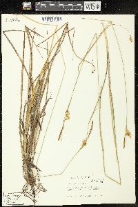 Carex turgescens image