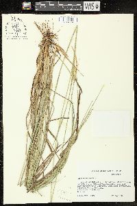 Carex turgescens image