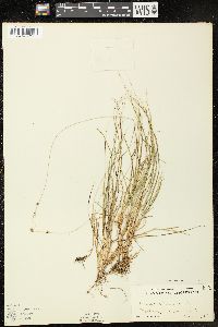 Carex trisperma image