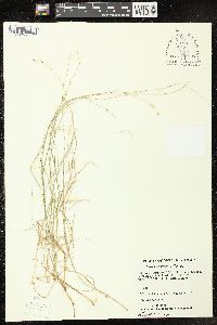 Carex trisperma image