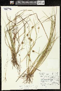 Carex turgescens image