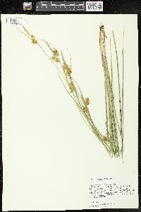 Carex turgescens image