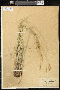 Image of Carex tumulicola