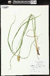 Carex typhina image