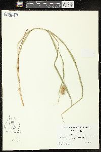 Carex typhina image